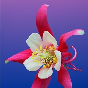 Meet your Posher, San